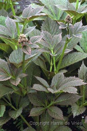 Rodgersia pinnata 'Die Anmütige'