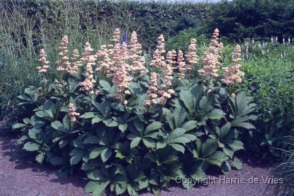 Rodgersia