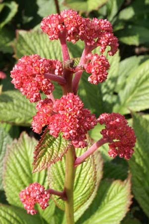 Rodgersia pinnata 'Die Stolze'