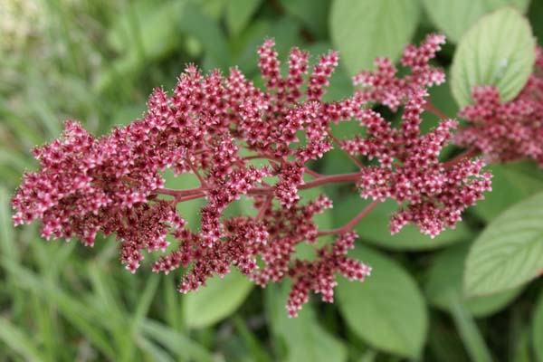 RODGERSIA pinnata 'Maurice Mason'