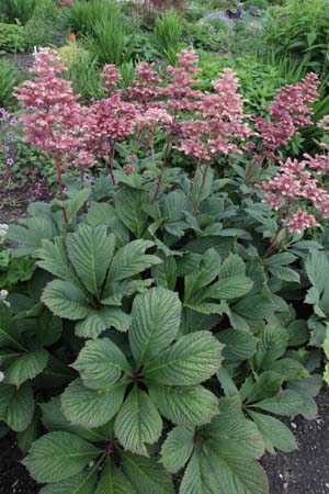 Rodgersia pinnata 'Die Stolze'
