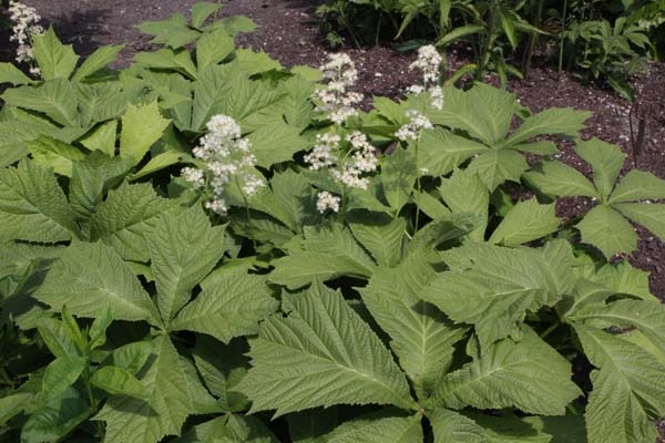 RODGERSIA podophylla 'Smaragd'