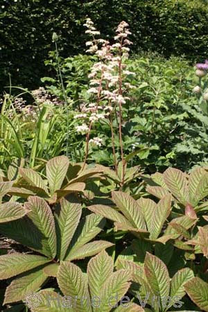 RODGERSIA purdomii 'Joop Ploeger'