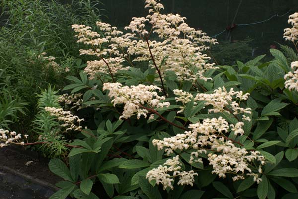 RODGERSIA sambucifolia (BWJ7899)