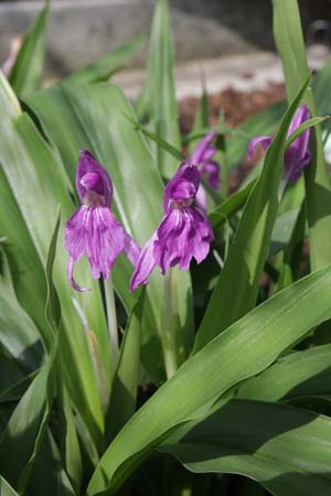 ROSCOEA cangshanensis - BWJ7848