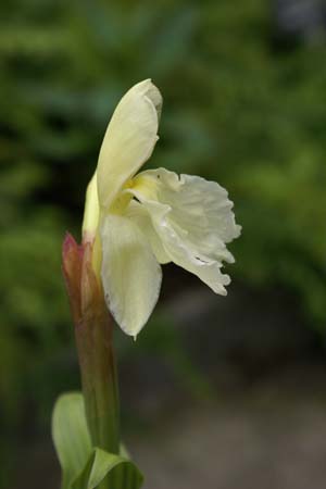 ROSCOEA cautleoides 'Jeffrey Thomas'