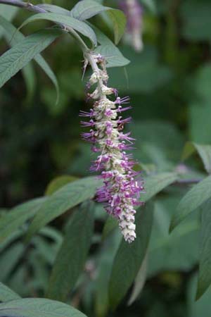 Rostrinucula dependens