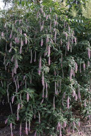 Rostrinucula dependens