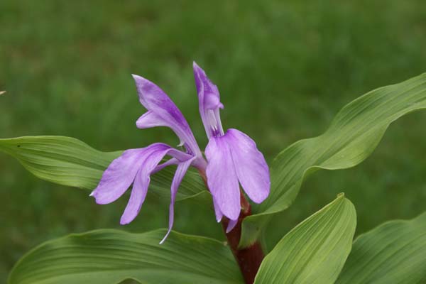 ROSCOEA purpurea 'Daila Lama'