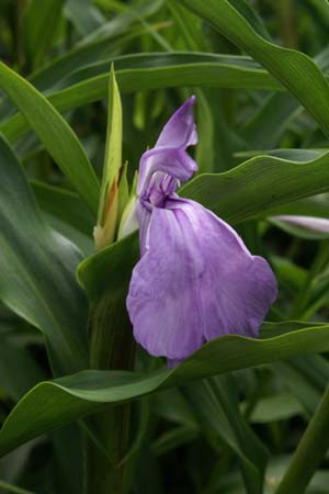 ROSCOEA purpurea 'Peacock Eyes'