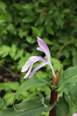 ROSCOEA purpurea 'Red Foot'