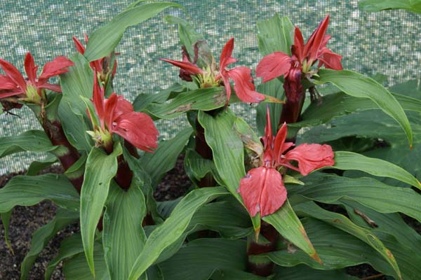 Roscoea purpurea 'Red Ghurka'