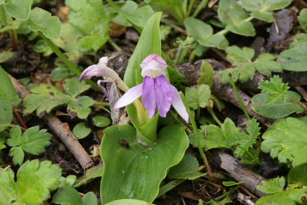 ROSCOEA tibetica