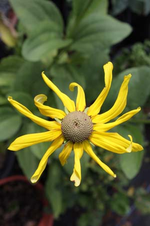 RUDBECKIA grandiflora 'Sundance'