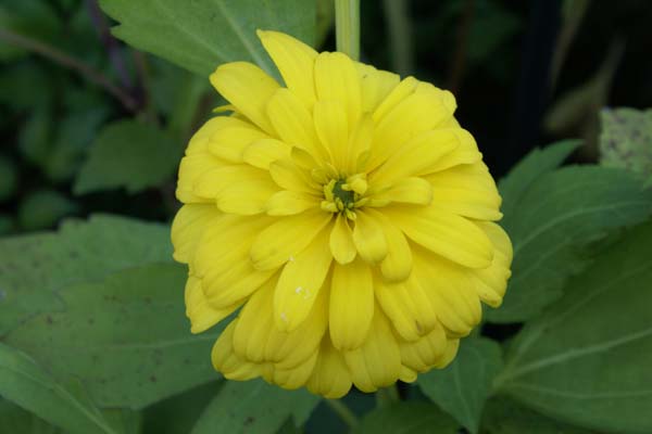 Rudbeckia laciniata 'Goldquelle'