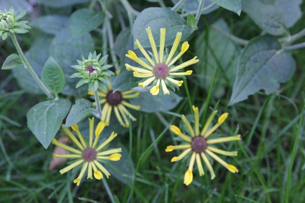 RUDBECKIA 'Little Henry'