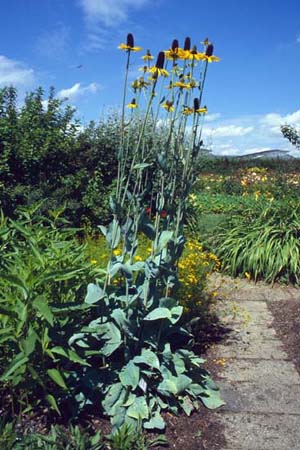 RUDBECKIA maxima