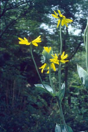 Rudbeckia maxima