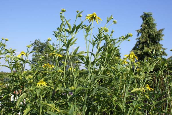 Rudbeckia paniculata
