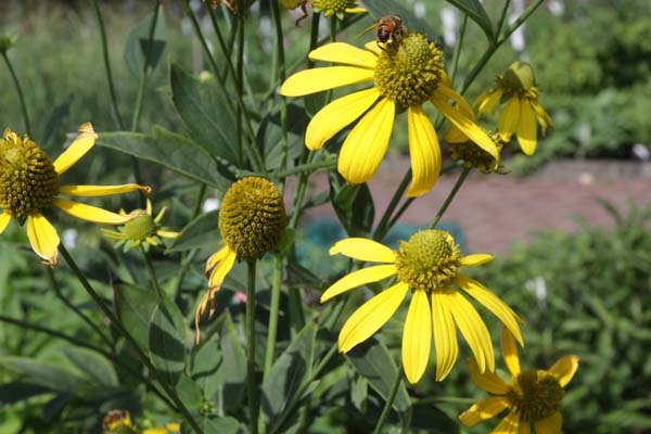 Rudbeckia paniculata