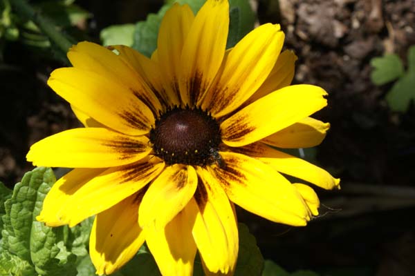 RUDBECKIA 'Peking'