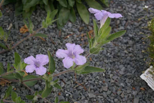 RUELLIA carol. ciliosa cinerarescens