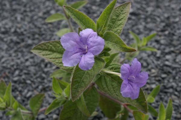 RUELLIA humilis