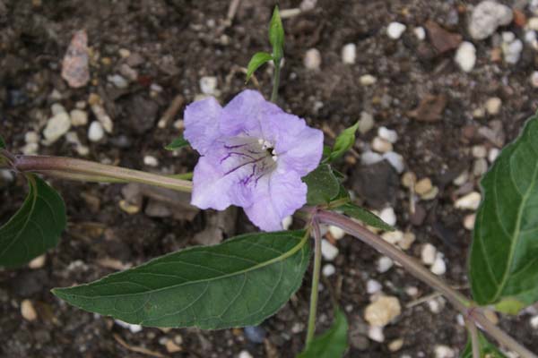 RUELLIA pedunculata