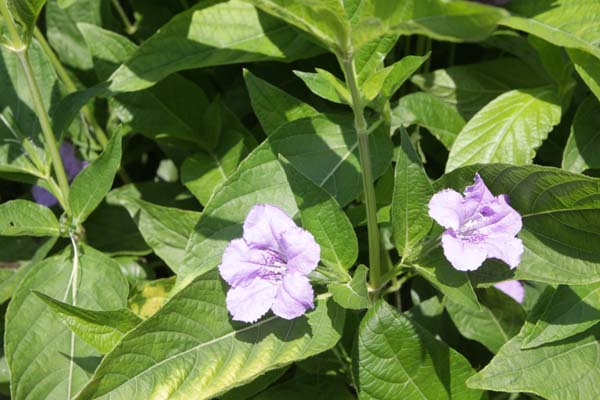 RUELLIA strepens