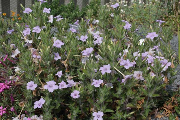 Ruellia