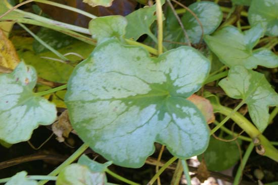 Rumex