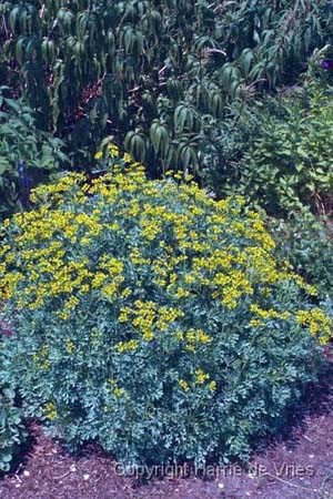 Ruta graveolens 'Jackman's Blue'