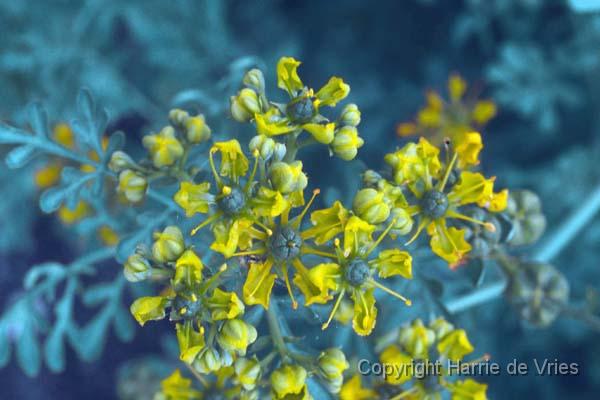 Ruta graveolens 'Jackman's Blue'