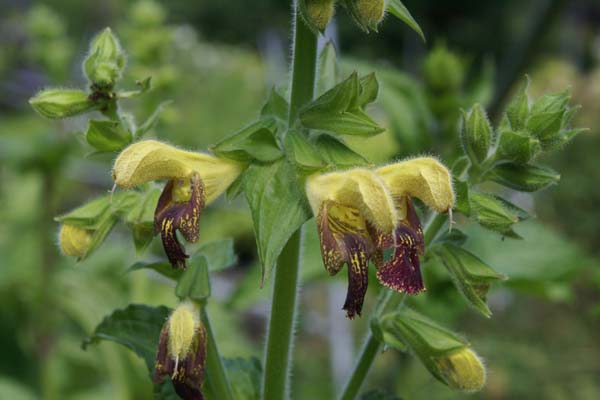 Salvia 'Amber'