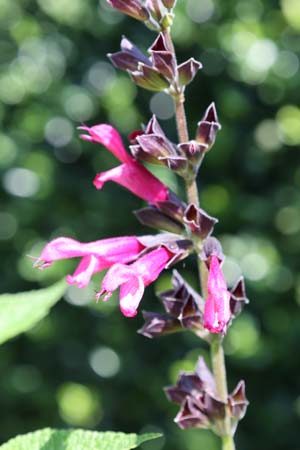 Salvia 'Amante'