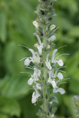 Salvia austriaca