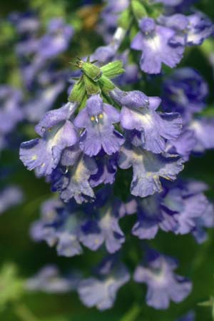 Salvia azurea (ex prairie Moon)