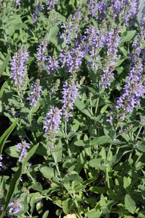 Salvia nemorosa 'Maihimmel' (Heaven in Blue)