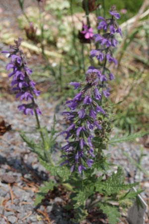 Salvia 'Feathers Peacock'