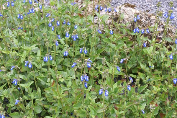 Salvia forreri