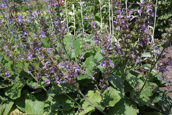 Salvia forsskaolei