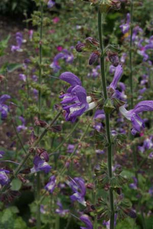 Salvia forsskaolei