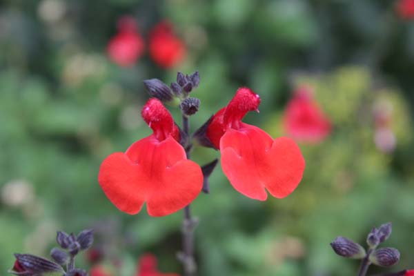 Salvia greggii 'Royal Bumble'