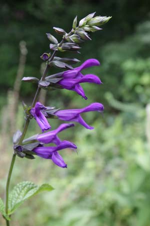 Salvia guaranitica var. purpurea