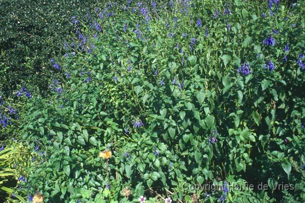 Salvia guaranitica 'Blue Enigma'