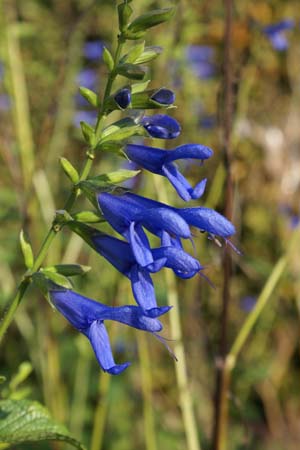 Salvia guaranitica 'Blue Enigma'