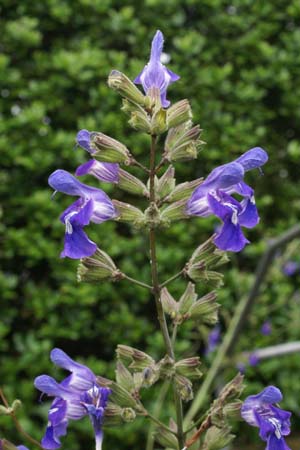 Salvia interrupta
