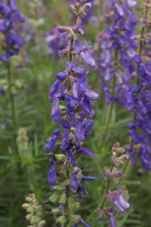 Salvia jurisicii
