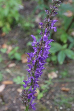 Salvia nemorosa 'A Little Bit'