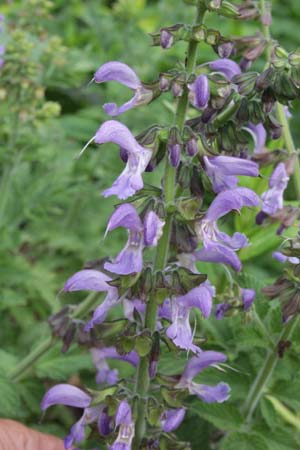 Salvia miltiorrhiza 'Large Flowered'